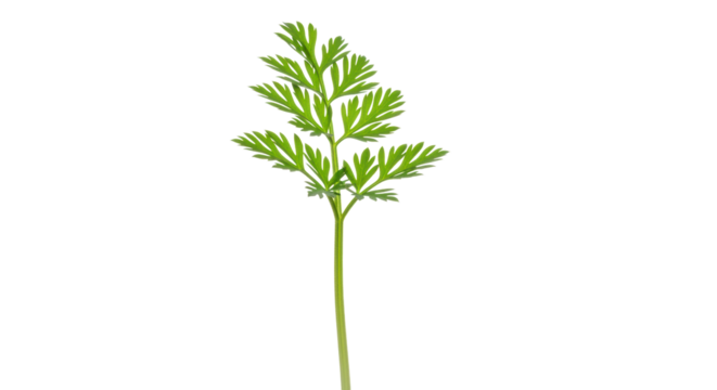 Delicate green fern-like plant stem isolated on a transparent background