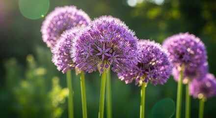 Fototapeta premium Purple allium flowers in a garden setting.
