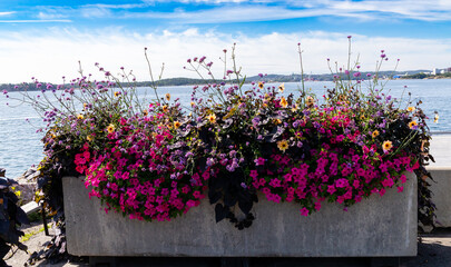 Kristiansand, Norway-August 12, 2025: Colorful Flower Arrangement at Seaside Promenade