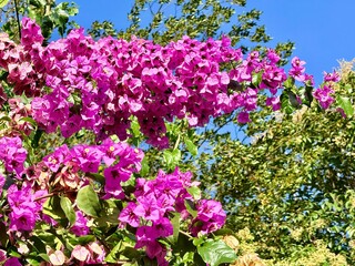 Obraz premium Bright pink bougainvillea flowers blooming under blue sky