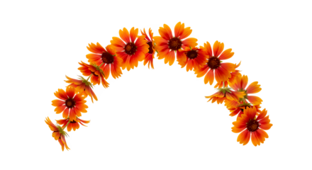 Radiant Arch of Gaillardia Flowers A Vibrant Floral Arrangement