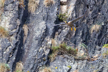 Wanderfalke fliegt von seinem Fre&szlig;platz in einer Felswand ab (Falco peregrinus)
