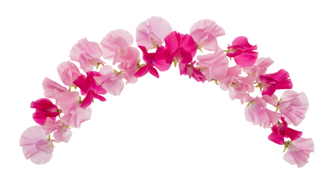 Pink and red Sweet Pea flowers arch on white background