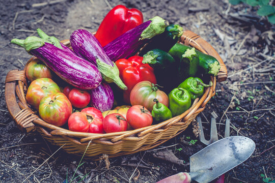 Cesta de verduras y hortalizas reci&eacute;n cogidas huerto ecol&oacute;gico