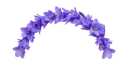 Vibrant blue bellflowers in a graceful arc, a charming display of botanical beauty and natural elegance, perfect for spring and summer floral designs