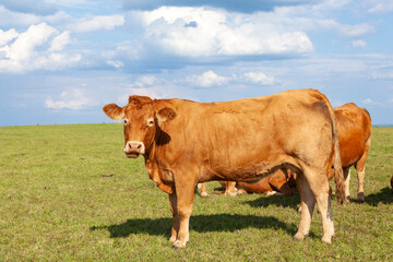 Limousin beef cow  in a hilltop pasture, Side view on skyline, Nouvelle-Aquitaine, France