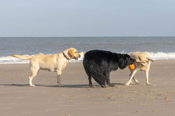 Three dogs having fun on the beach, Labrador, dog, animal, mammal, companion animal, pet, breed, shepherd, Golden Retriever, crossbreed