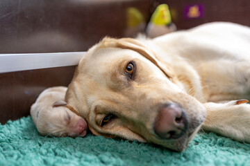 Above the head of a yellow Labrador mother, her two-day-old son is sleeping