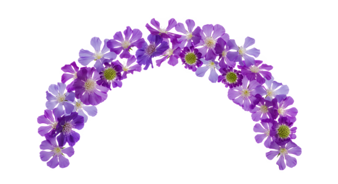 Vibrant arc of delicate purple flowers, gracefully arranged to form a charming decorative element, perfect for adding a touch of natural beauty and elegance to any design on a clean white background