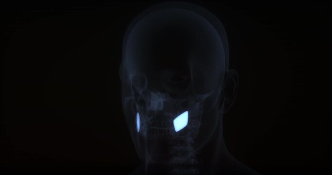 Bucinator muscle in human body. X Ray. Loop