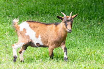 Pygmy Goat ewe, African Dwarf Goat, miniature goat,  in a lush spring pasture, Western Cape, South Africa