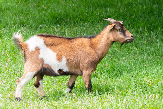 Side portrait of Pygmy Goat ewe, African Dwarf Goat, miniature goat, in spring pasture, Western Cape, South Africa