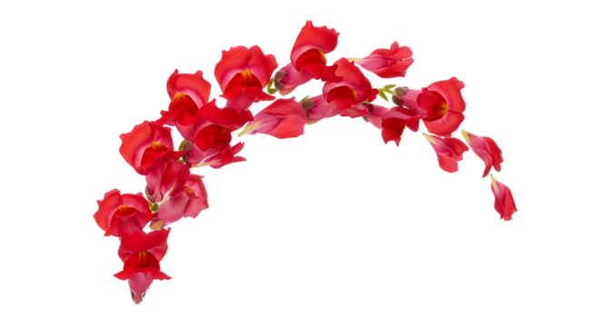 Vibrant red snapdragon flowers in a graceful curve, isolated on white. Delicate petals and unique botanical form, perfect for elegant spring, floral, and garden design projects