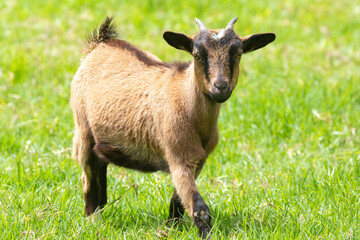 Young  sub-adult Pygmy Goat ewe, African Dwarf Goat, miniature goat, in lush spring pasture, Western Cape, South Africa