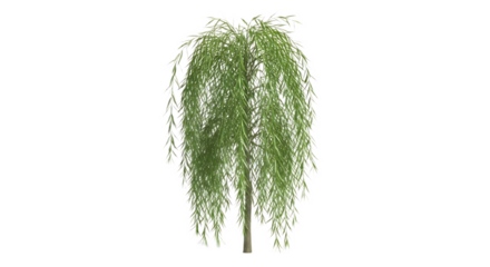 Isolated weeping willow tree with long drooping branches and green leaves on a black background