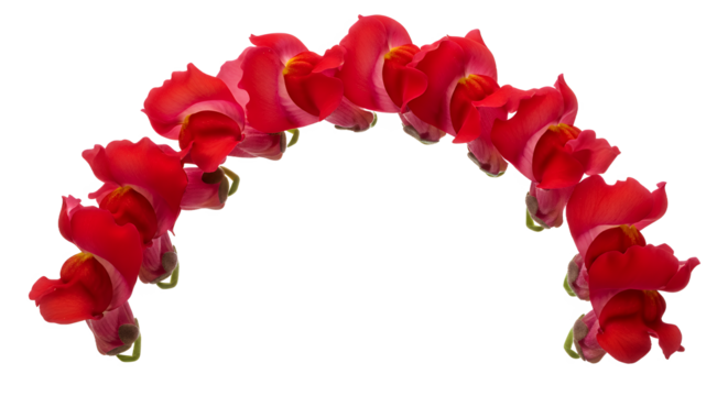 Vibrant Red Snapdragon Flowers Artfully Arranged in a Graceful Arch Against a Pure White Background, Highlighting Their Unique Shape and Bold Crimson Hue for Botanical and Decorative Designs