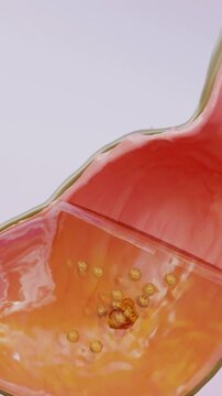 Human Stomach Anatomy Digestion, 3D reander	
