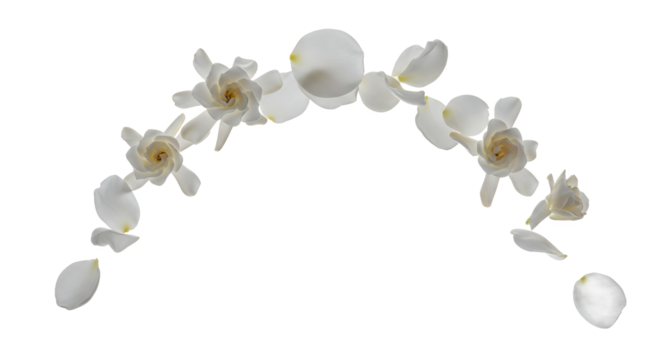 A graceful arc formed by fresh white gardenia flowers and scattered petals, perfect for wedding or spa themes, isolated on white