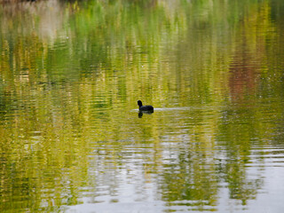 Coot swimming among green reflections at the Le Teich Ornithological Observatory, France