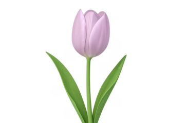 Purple tulip flower growing on transparent background