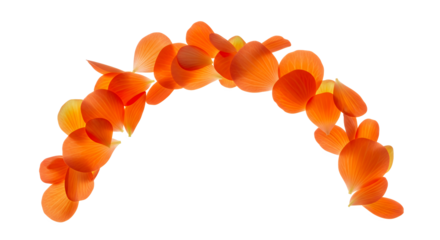 Beautiful arch of vibrant orange rose petals arranged in a graceful curve isolated on a pure white background