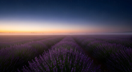 Rows of lavender fields at twilight with starry sky