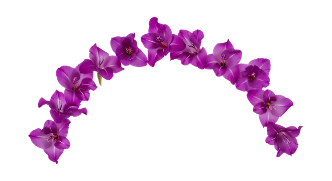 Vibrant purple flowers in a graceful arc, isolated on white. Elegant floral design for festive decoration, creative projects, and celebrations, offering natural beauty and charm