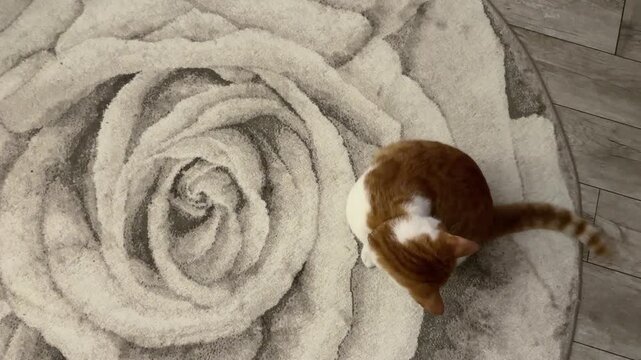 ed and white cat playing with its tail, shot from above.