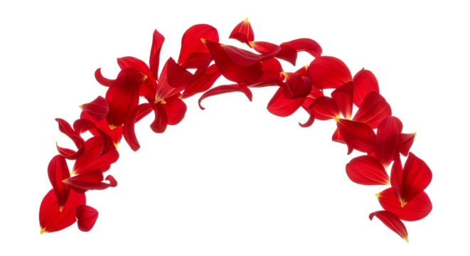 Vibrant red flower petals delicately arranged in a graceful arch, creating a beautiful and isolated natural design element on a crisp white background