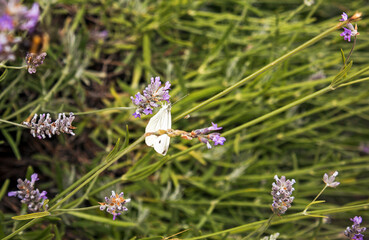 Nature, plants, lavender, bugs