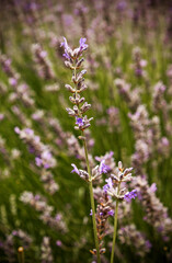 Nature, plants, lavender, bugs