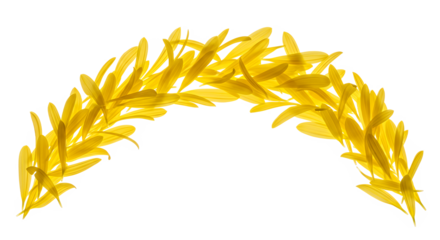Delicate arrangement of vibrant yellow flower petals forming a graceful arch or semi-circle frame, isolated on a clean white background for design