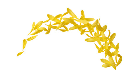 Vibrant yellow flower petals gracefully dance and scatter in a beautiful, arching flow, capturing the essence of lightness, joy, and natural beauty on a pristine white background