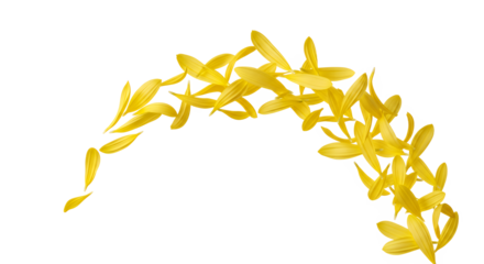 Vibrant yellow flower petals gracefully dance and scatter in a beautiful, arching flow, capturing the essence of lightness, joy, and natural beauty on a pristine white background