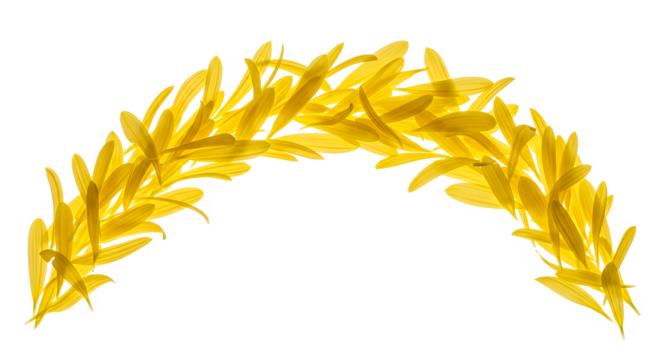 Delicate arrangement of vibrant yellow flower petals forming a graceful arch or semi-circle frame, isolated on a clean white background for design - Powered by Adobe