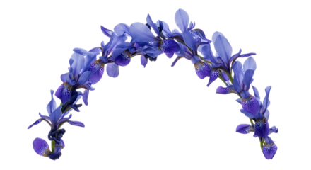 Vibrant blue and purple flowers forming an elegant curved arc, beautifully isolated on a pristine white background, highlighting delicate petals and natural grace