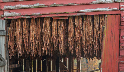 Tobacco hanging to dry in an old Tennessee barn in the fall