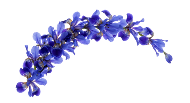 Vibrant and delicate curved sprig of small blue-purple wild flowers, possibly irises, elegantly isolated on a pure white background, showcasing their natural grace and beauty