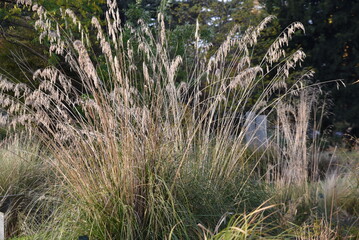 Jardin de graminées en automne	