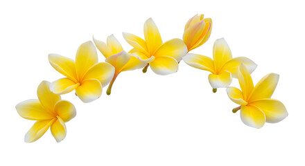 Vibrant yellow and white plumeria flowers beautifully arranged in an elegant arc, showcasing their tropical allure and delicate petals against a clean, pure white background