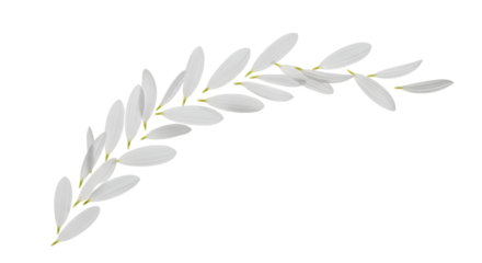 Graceful arc of a stylized white olive branch with delicate leaves, a clean and minimalist botanical design element isolated on a white background