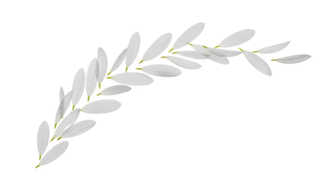 Graceful arc of a stylized white olive branch with delicate leaves, a clean and minimalist botanical design element isolated on a white background