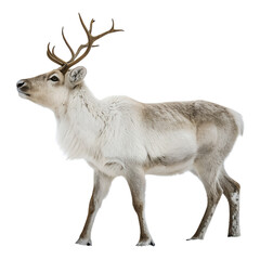 Standing reindeer with antlers in winter for fauna and wildlife concept
