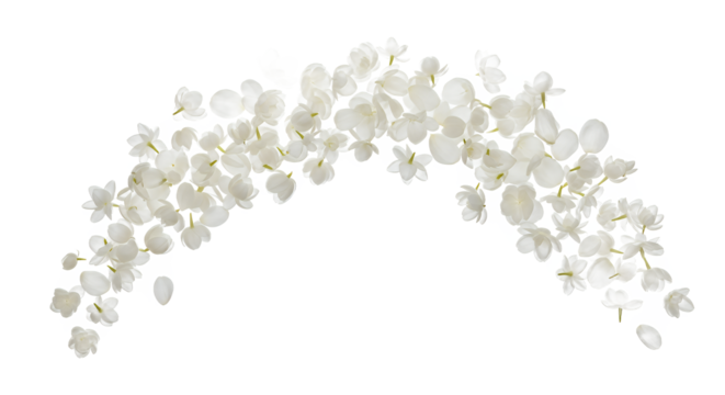 A beautiful arch made of delicate floating white jasmine flowers and petals in a graceful arrangement isolated on a pure white background