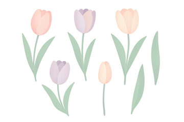 Pastel tulip flowers blooming with green leaves