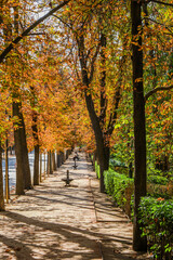 Autumn, forest, El Retiro Park, Madrid, Spain, Europe