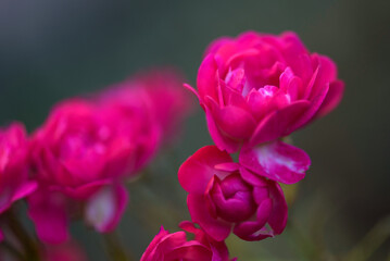 Vibrant Pink Roses Close-Up