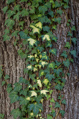 Ivy Climbing a Tree Trunk