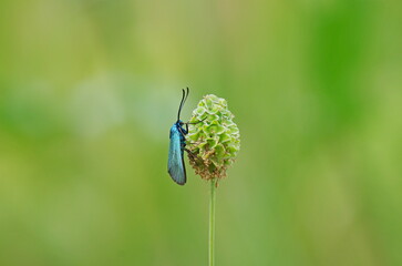 Green butterfly