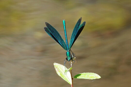 blue dragonfly on a leaf - Powered by Adobe